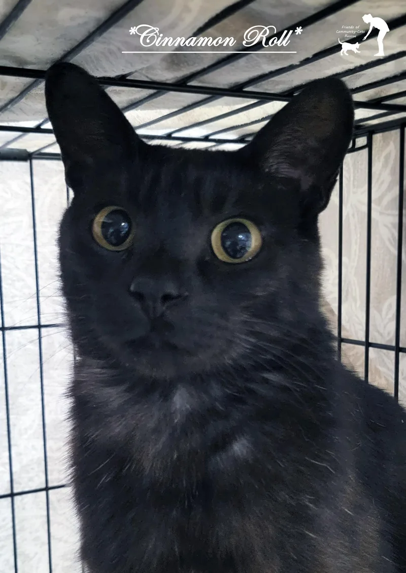 An adult medium-sized female Black Domestic Short Hair cat named Cinnamon Roll for adoption in Centerville, UT