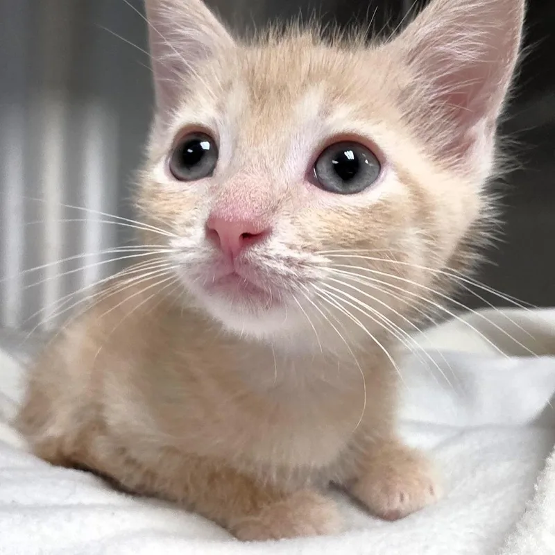 A baby small-sized male Buff / Tan / Fawn Domestic Short Hair cat named Rocket for adoption in Michigan City, IN
