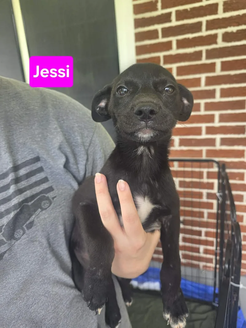 A young medium-sized female Labrador Retriever dog named Jessi Weeks for adoption in Sterling, MA