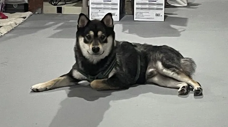 A young small-sized male Black Shiba Inu dog named Jackson for adoption in Toms River, NJ
