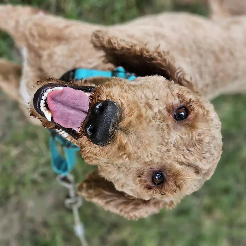 Milo Springfield thumbnail 2