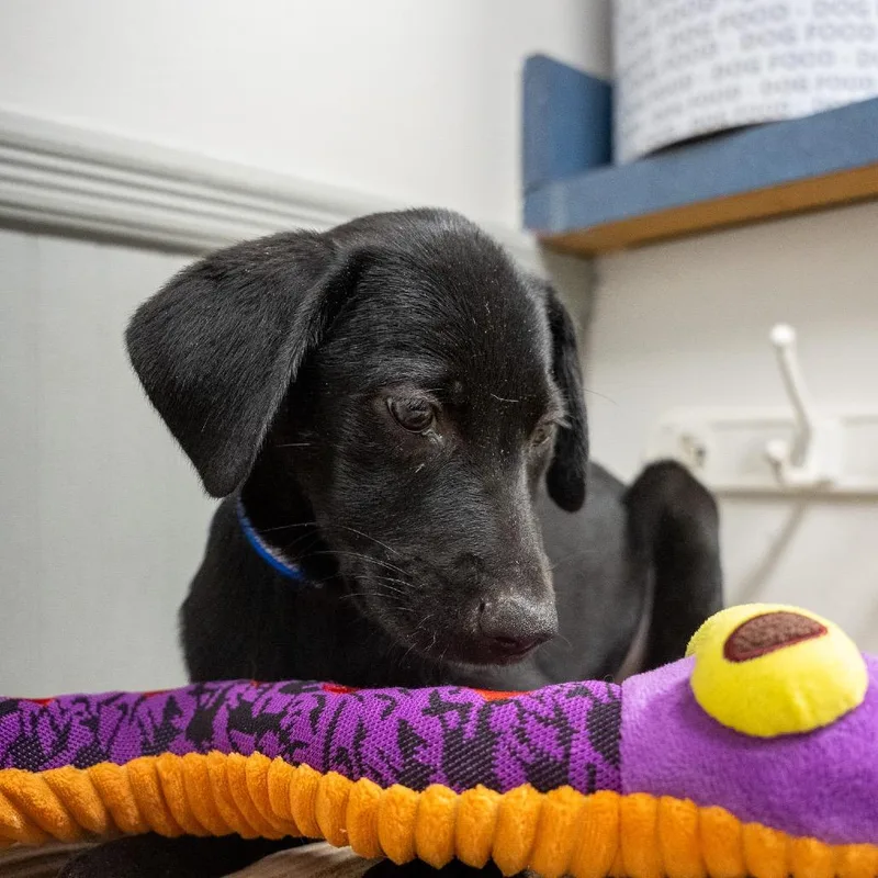 A baby medium-sized male Black Labrador Retriever dog named Eeyore for adoption in Pawling, NY