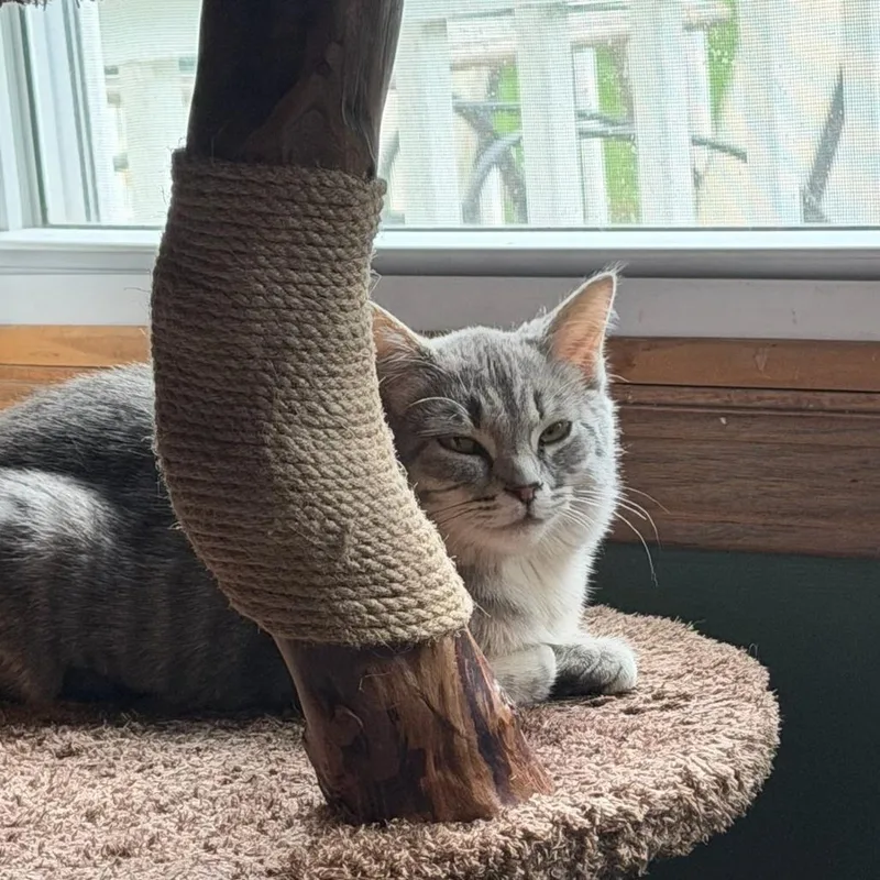 A baby small-sized female Gray / Blue / Silver Domestic Short Hair cat named Salt for adoption in South Elgin, IL