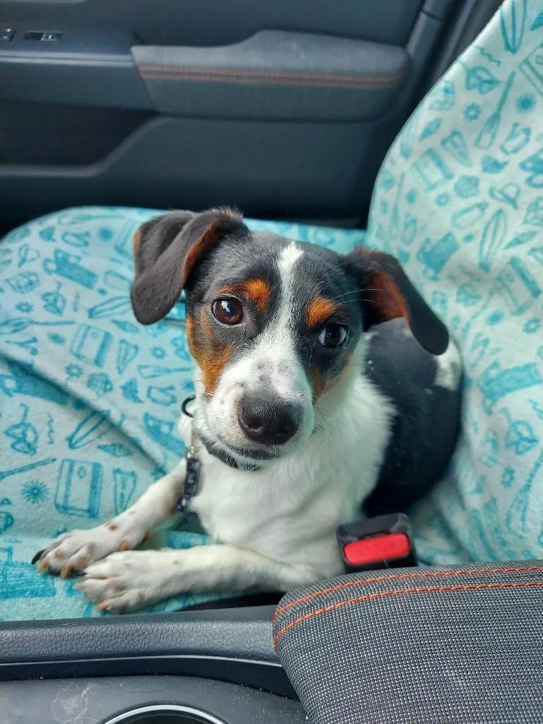 A baby medium-sized male Jack Russell Terrier dog named Aries for adoption in New Bern, NC