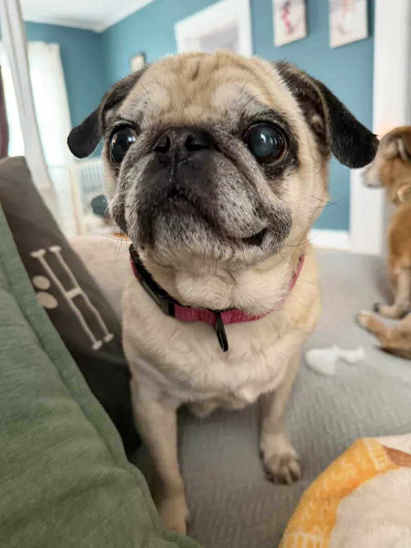 Bridgette thumbnail 3