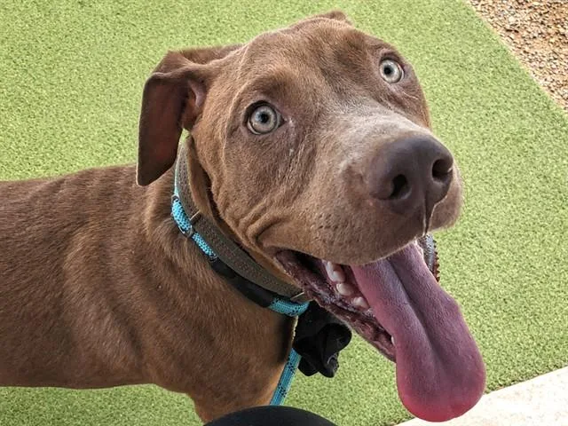 A young large-sized male Pit Bull Terrier dog named Butterball for adoption in Phoenix, AZ