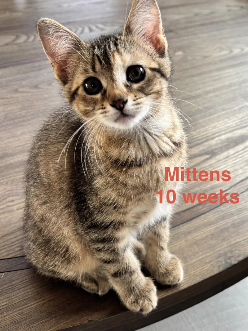 A young medium-sized male Domestic Short Hair cat named Mittens L for adoption in Frisco, TX
