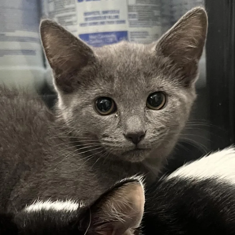A baby small-sized female Gray / Blue / Silver Domestic Short Hair cat named Shadow for adoption in Hinsdale, IL