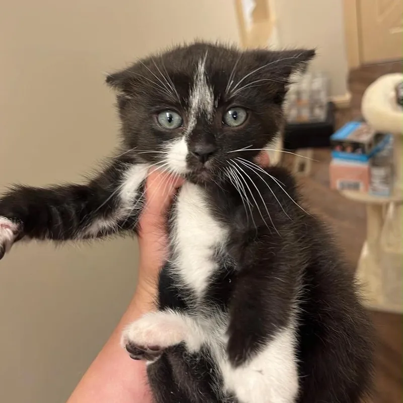 A baby small-sized male Black Domestic Short Hair cat named Cove for adoption in Pasadena , MD