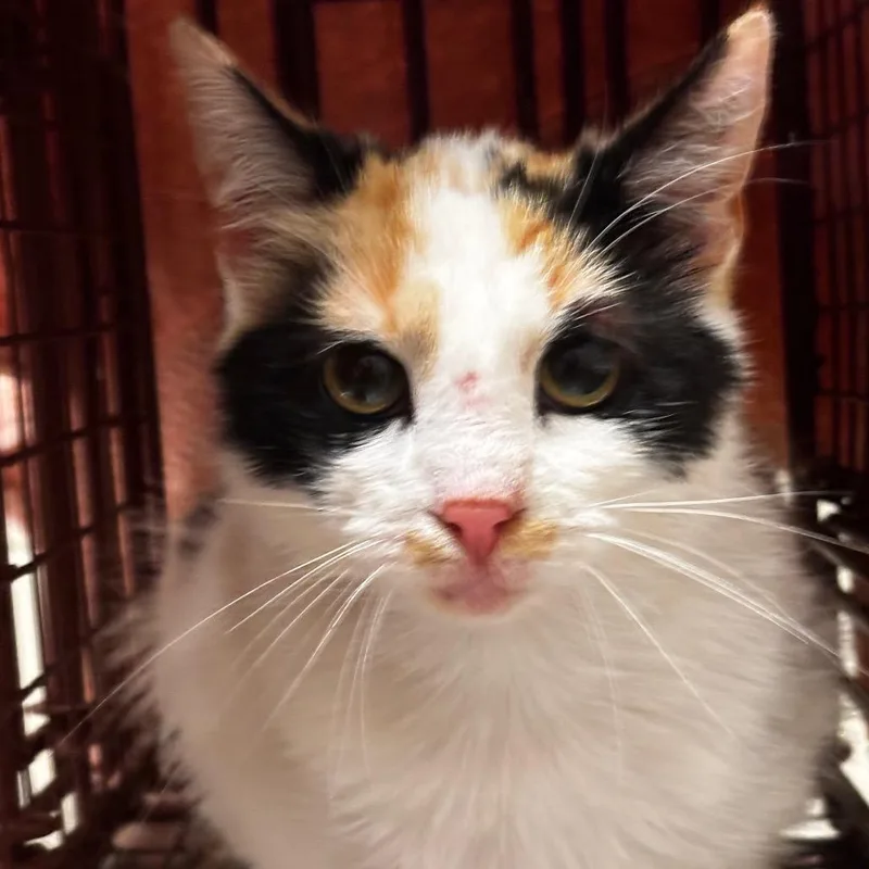 A young medium-sized female White Domestic Short Hair cat named Hattie for adoption in Bristol, IN