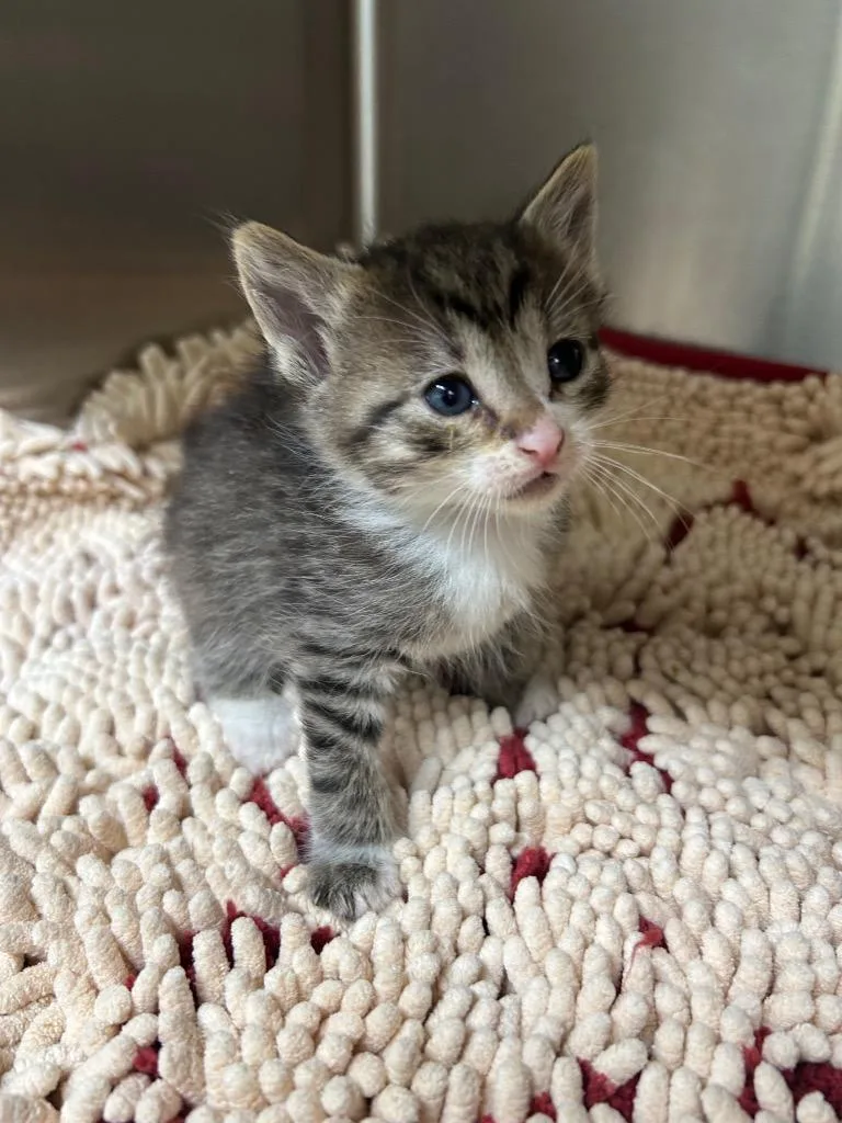 A baby medium-sized female Domestic Short Hair cat named Ruby for adoption in Seven Points, TX