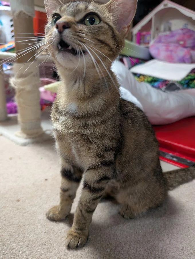 An adult medium-sized female Tabby (Brown / Chocolate) Domestic Short Hair cat named Ravenclaw for adoption in Lake Orion, MI
