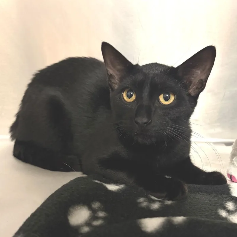 A young medium-sized male Black Domestic Short Hair cat named Flapjack for adoption in East Hampton, NY