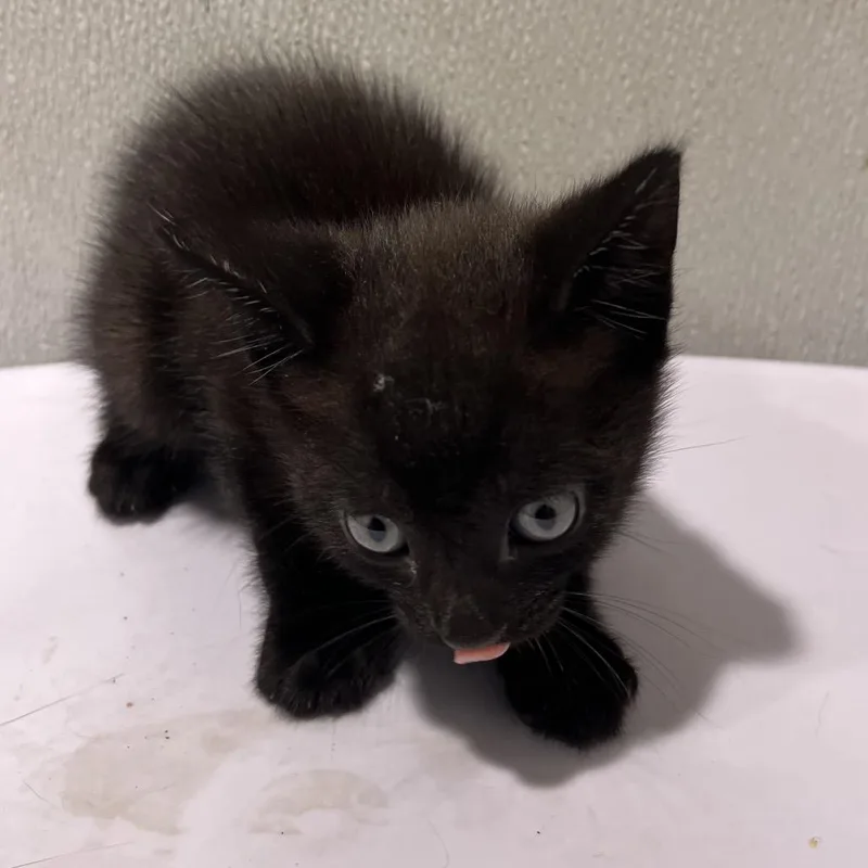 Cub