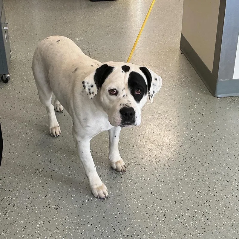 An adult large-sized female White / Cream Terrier dog named Beauty for adoption in Galax, VA
