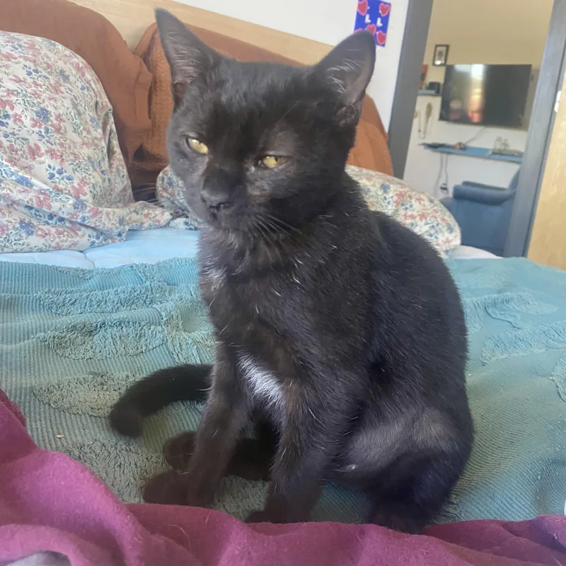 A baby small-sized female Black Domestic Short Hair cat named Pennywise for adoption in Richmond, VA