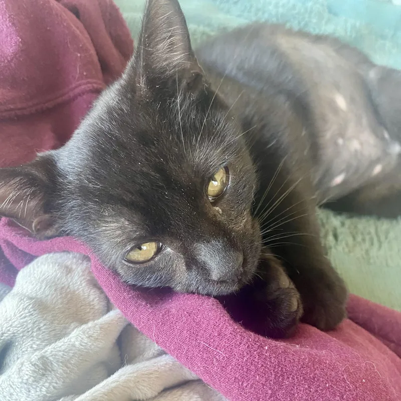 Pennywise thumbnail 4