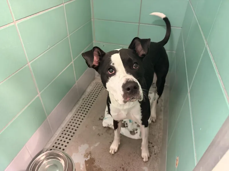 A young large-sized female Staffordshire Bull Terrier dog named A for adoption in Houston, TX