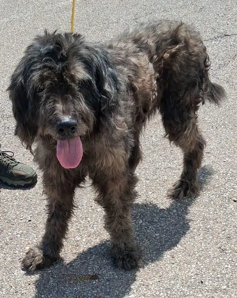 An adult large-sized male Black Labradoodle dog named Shaggy for adoption in Washington Court House, OH
