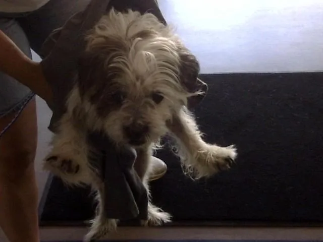 An adult small-sized female Bichon Frise dog named Sundae for adoption in Toledo, OH