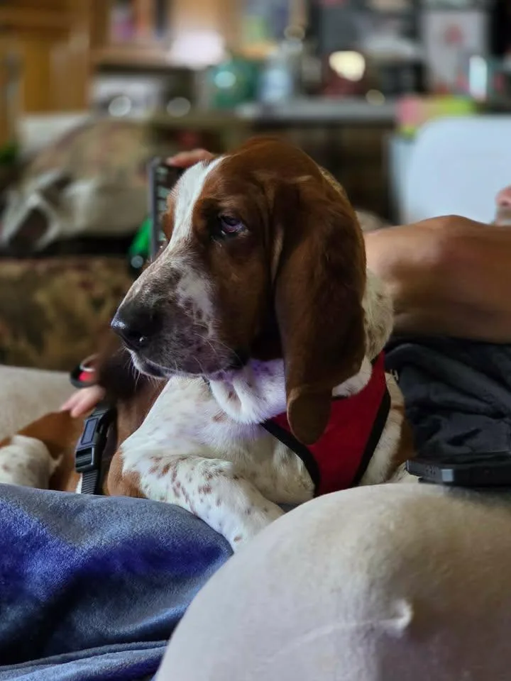 An adult medium-sized male Basset Hound dog named Dansby for adoption in candler, NC