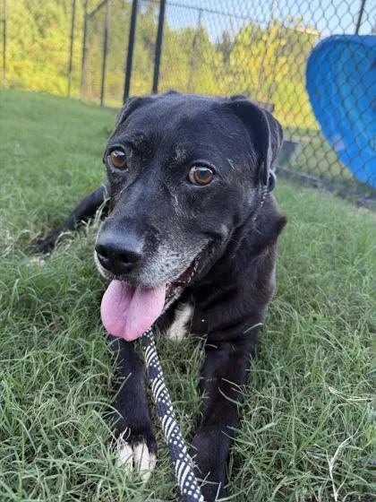 An adult medium-sized male Pit Bull Terrier dog named Spoon Bill for adoption in Atlanta, GA
