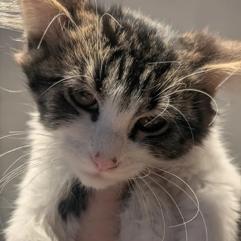 Fluff Lafeen