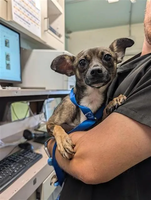 A young small-sized female Chihuahua dog named Chrissy for adoption in Sacramento, CA