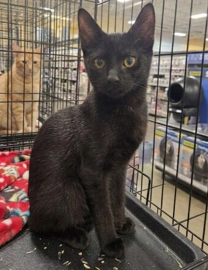 A baby medium-sized male Domestic Short Hair cat named Stealth for adoption in Norwood, OH