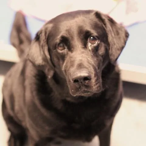 An adult medium-sized male Black Labrador Retriever dog named 26-01208 for adoption in Fredericksburg, VA