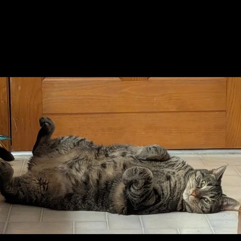 An adult medium-sized female Brown / Chocolate Domestic Short Hair cat named Zipper for adoption in Middleburg Heights , OH