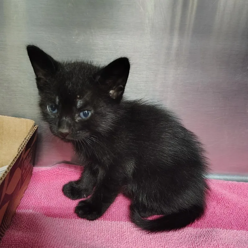 A baby small-sized male Black Domestic Short Hair cat named Mowgli for adoption in Vieques, PR