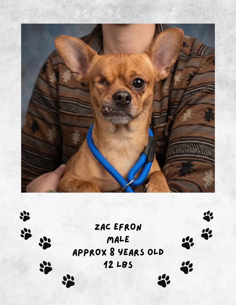 A senior medium-sized male Chihuahua dog named Zac efron for adoption in Las Vegas, NM