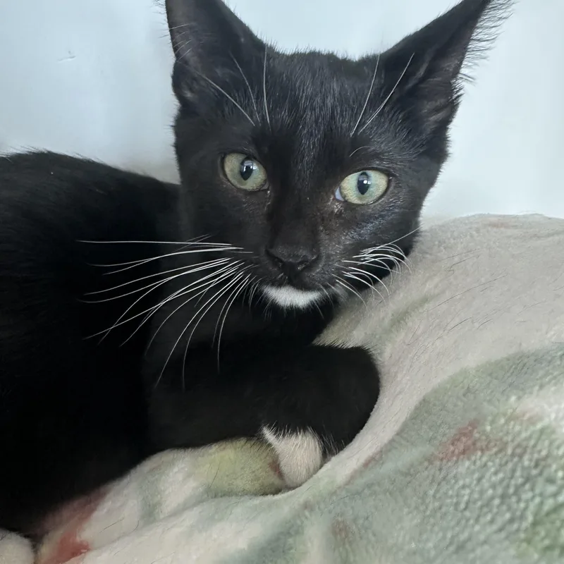 A baby medium-sized male Black & White / Tuxedo Domestic Short Hair cat named Shenanigans for adoption in Manassas, VA