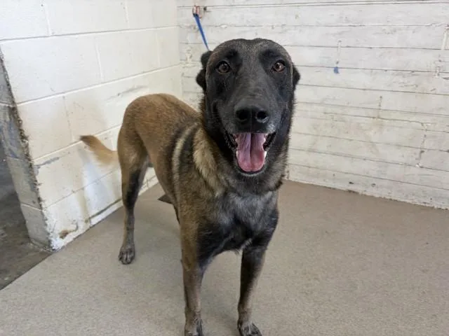 A young medium-sized male Belgian Shepherd / Malinois dog named Murphy for adoption in San Bernardino, CA
