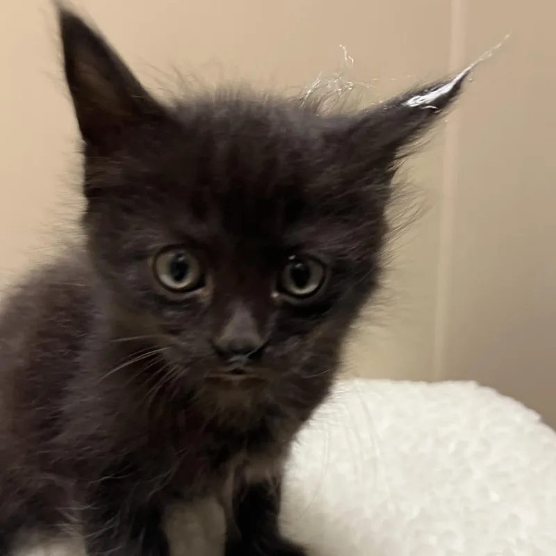 A baby small-sized male Black Domestic Medium Hair cat named Jett for adoption in Sonoma, CA