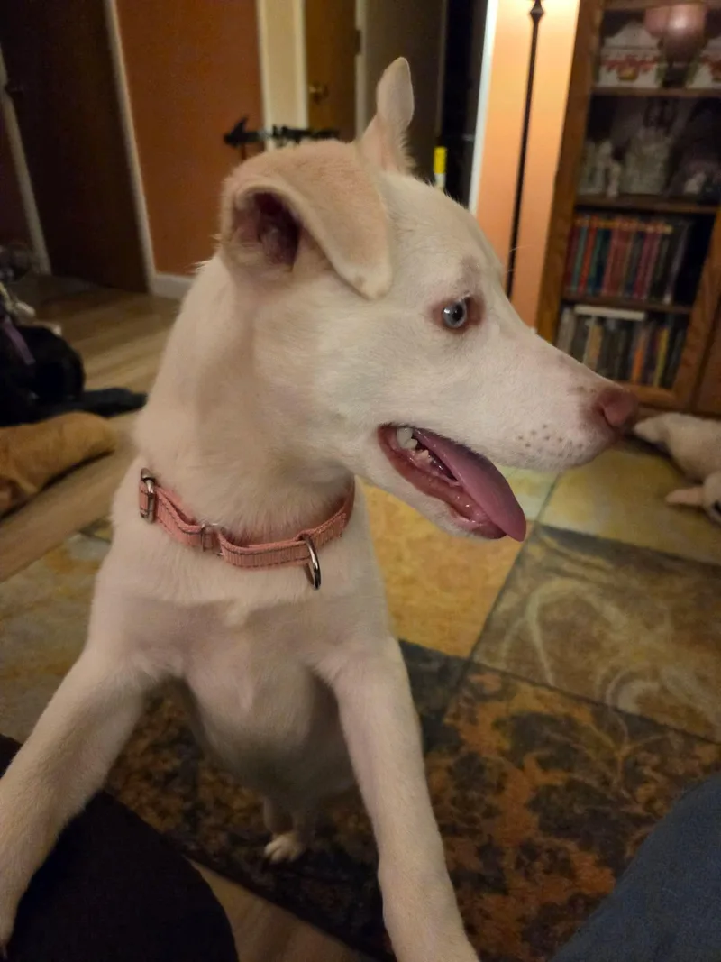 Lola