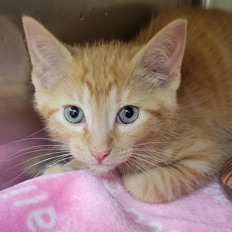 A baby small-sized male Orange / Red Domestic Short Hair cat named Extra Spicey for adoption in Milan, IL