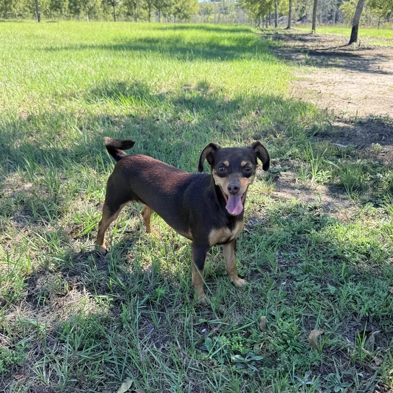 A young small-sized female Chihuahua dog named Cookie for adoption in Douglas, GA