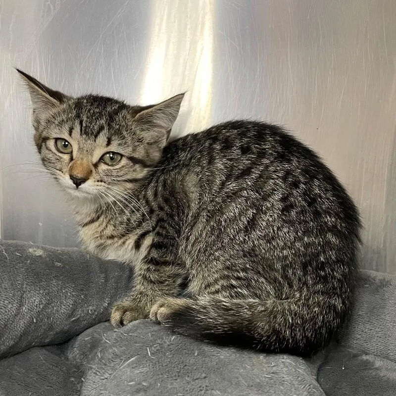 A baby medium-sized female Domestic Short Hair cat named Thing for adoption in Roanoke, VA