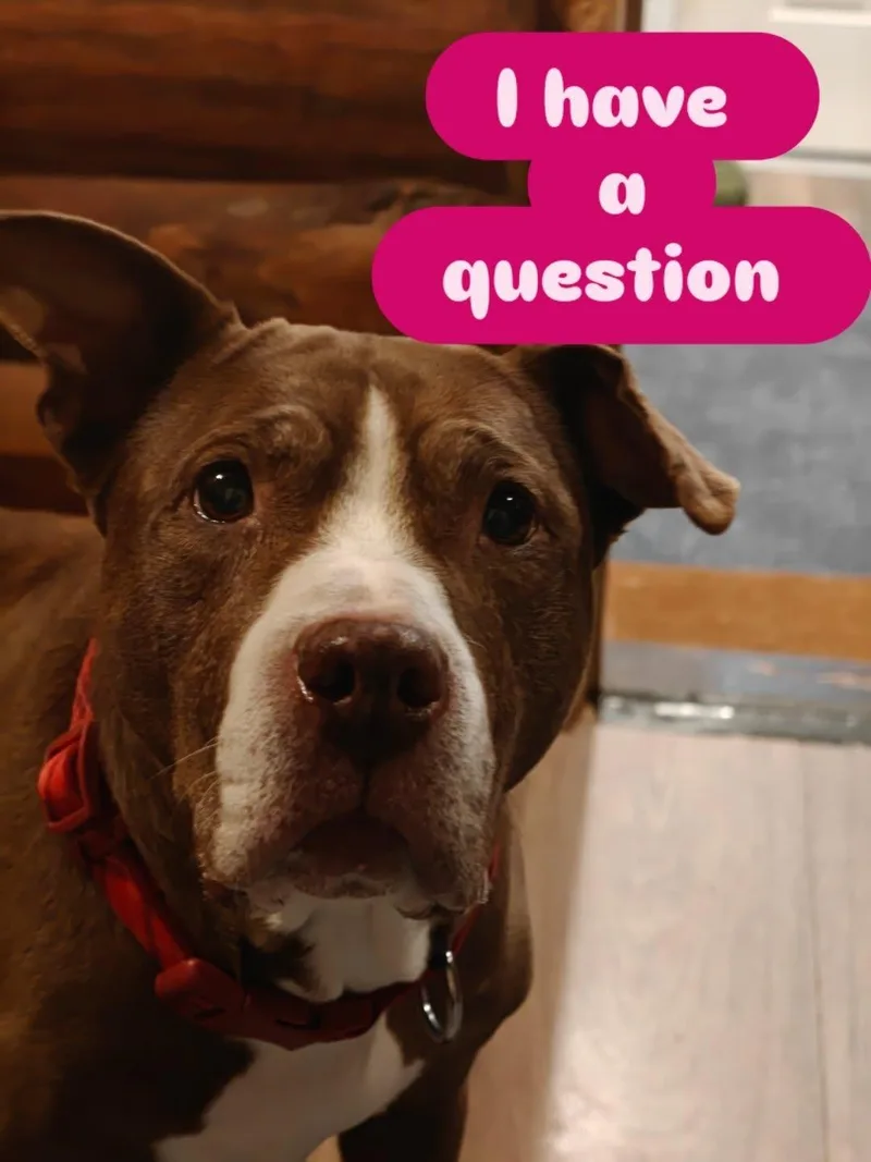 A senior medium-sized female Mixed Breed dog named Honey for adoption in New Tripoli, PA