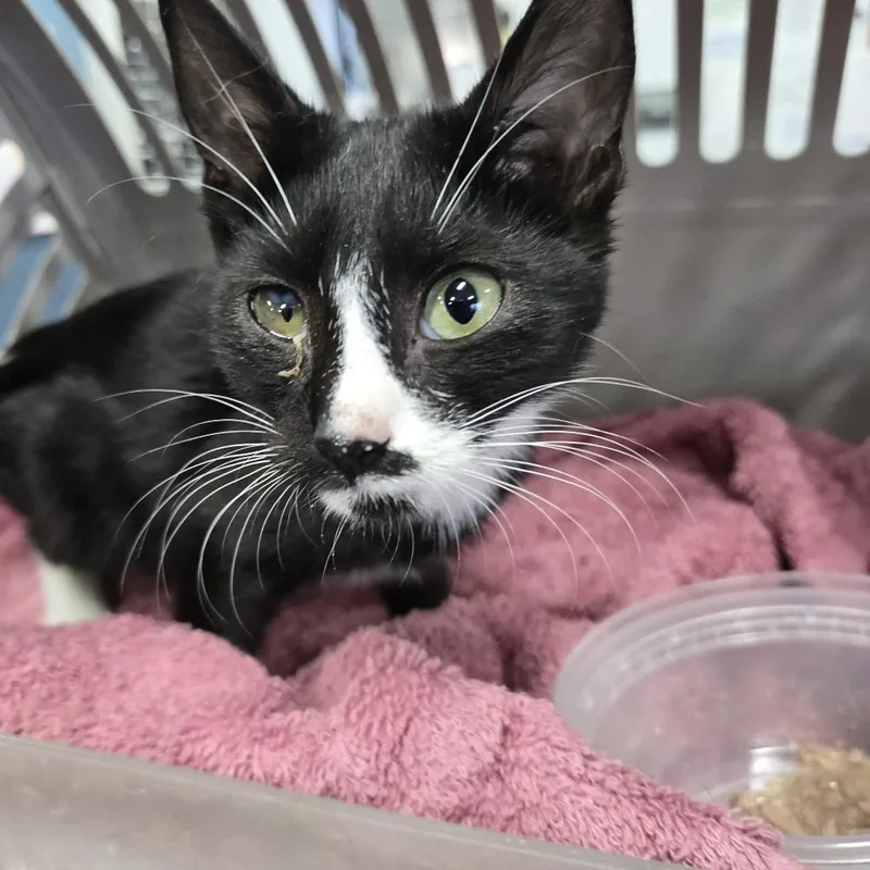 A baby small-sized female Black Domestic Short Hair cat named Checkers for adoption in Newark, NJ