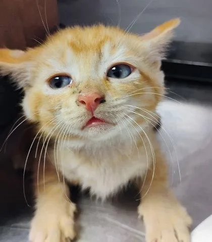 A baby small-sized female Orange / Red Domestic Medium Hair cat named 60932223 for adoption in El Paso, TX
