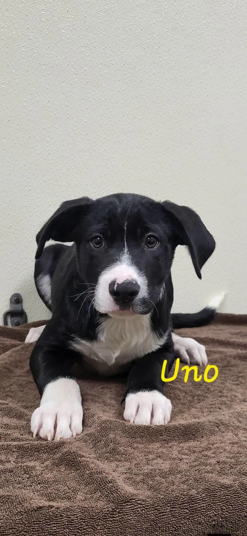 A baby medium-sized male Black Mixed Breed dog named Uno for adoption in Marion, MS