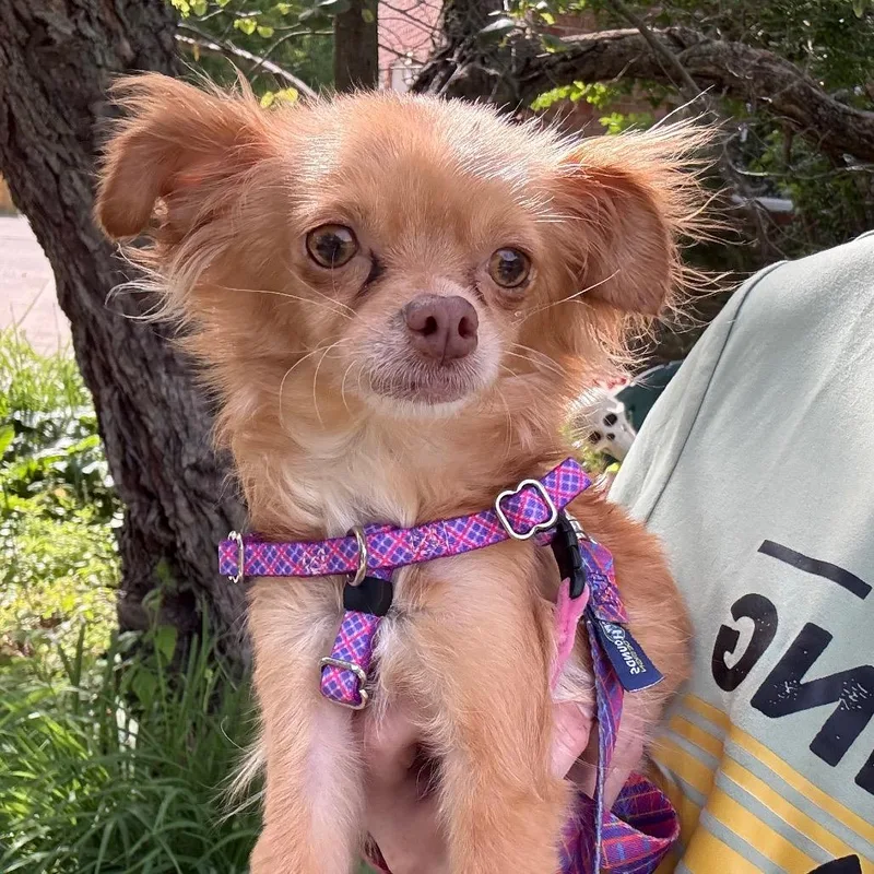 An adult small-sized female Yellow / Tan / Blond / Fawn Chihuahua dog named Hattie for adoption in Hudson, IL