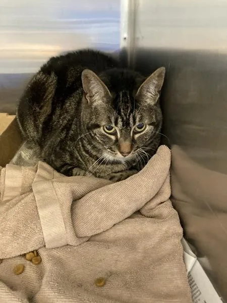 A senior medium-sized female Domestic Short Hair cat named Abby for adoption in Houston, TX