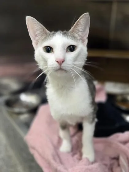 An adult medium-sized female Domestic Short Hair cat named Petoskey for adoption in Westland, MI