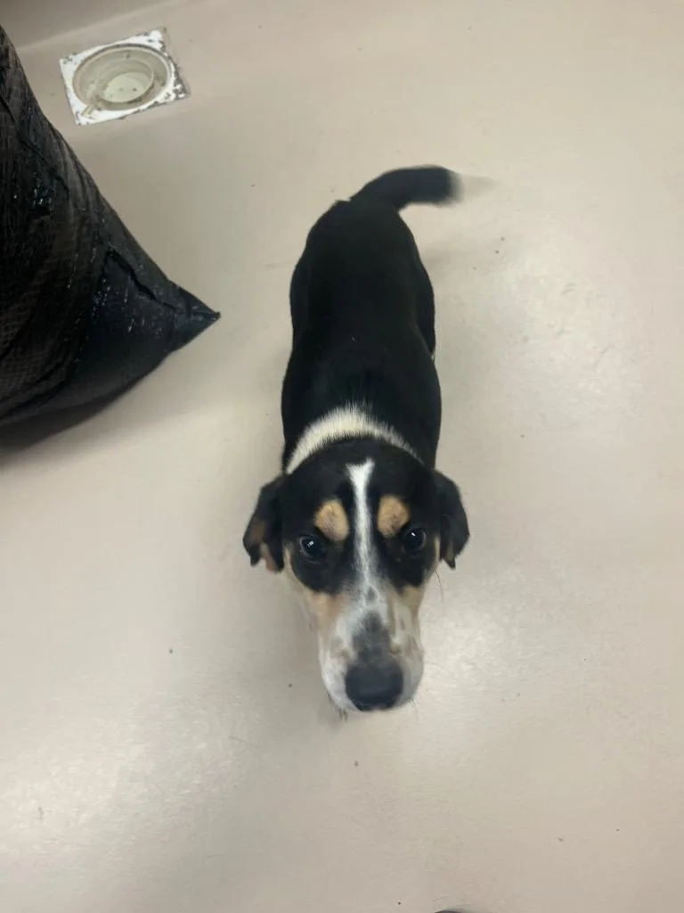 A young medium-sized male Beagle dog named Liam for adoption in Mineral, VA