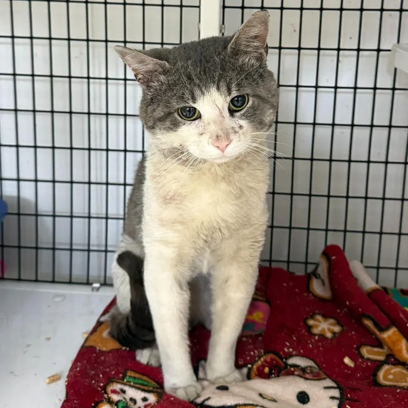 An adult large-sized male Domestic Short Hair cat named Leon for adoption in Ewing, NJ