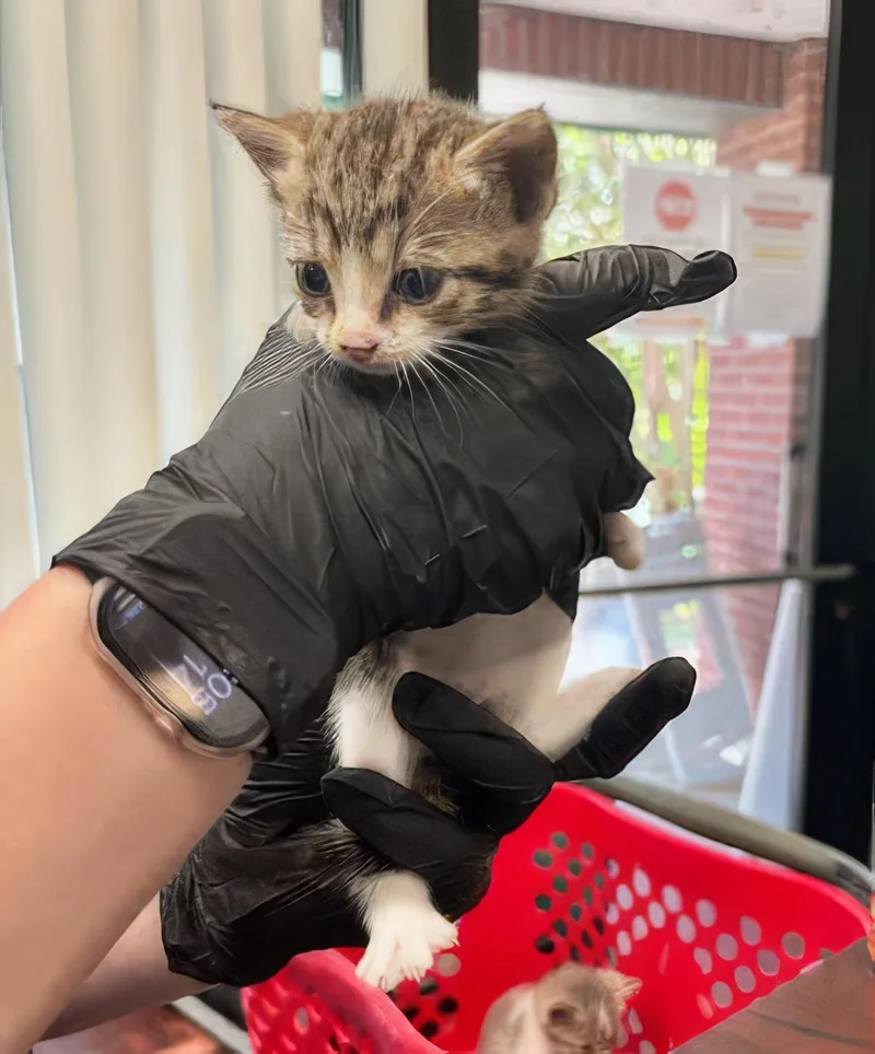 A baby medium-sized female Tabby (Gray / Blue / Silver) Domestic Short Hair cat named Charlie for adoption in Nashville, TN